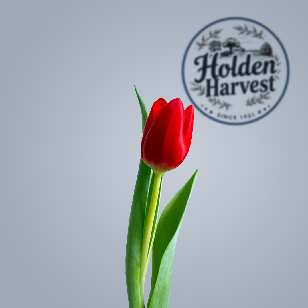 Tulip-red